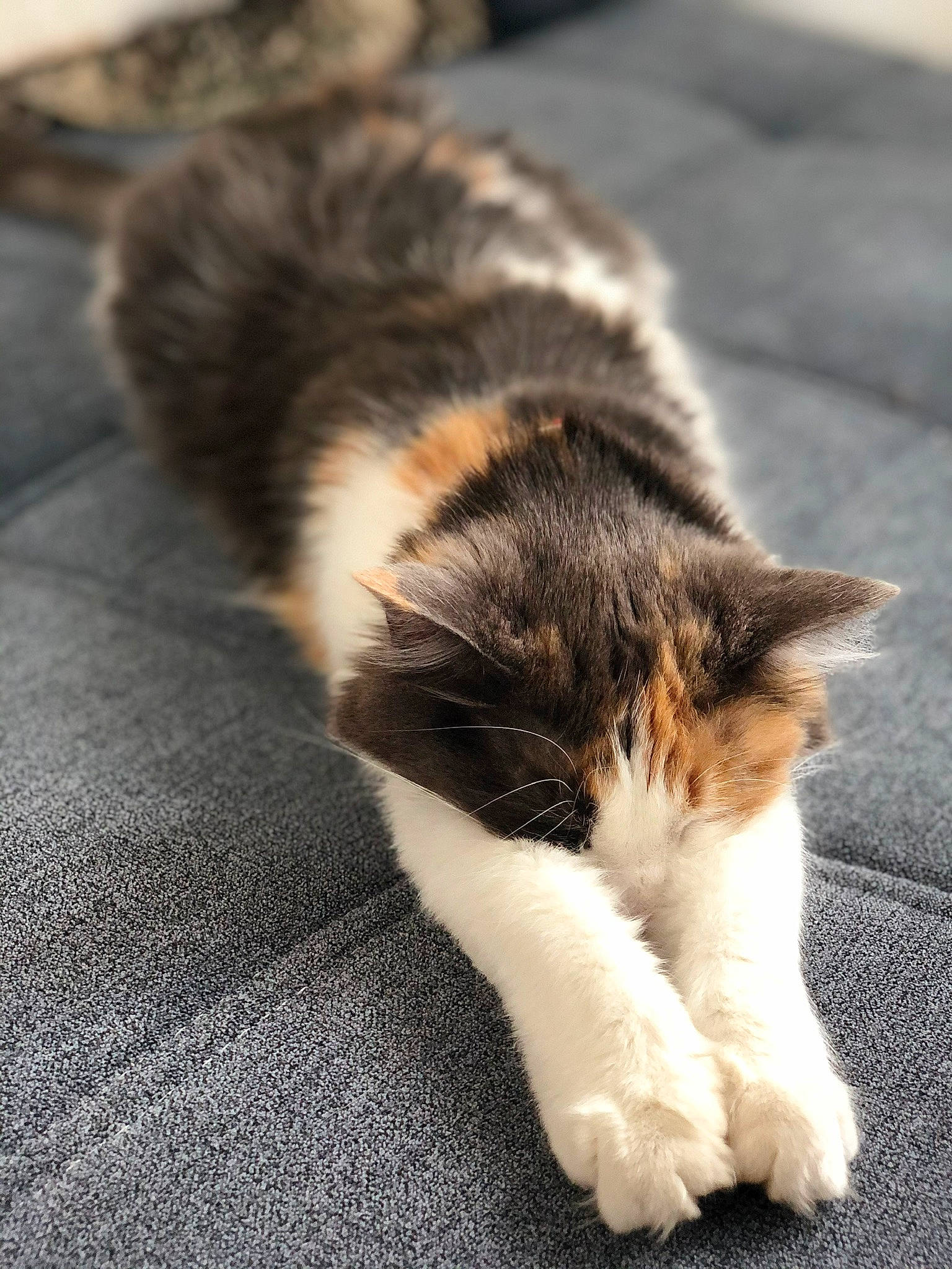 Haru participe au concours pour gagner de l'argent avec cette photo : asphalt, carnivore, cat, claw, domestic_short_haired_cat, felidae, flooring, fur, grass, paw, road_surface, shadow, small_to_medium_sized_cats, snout, tail, terrestrial_animal, whiskers, window