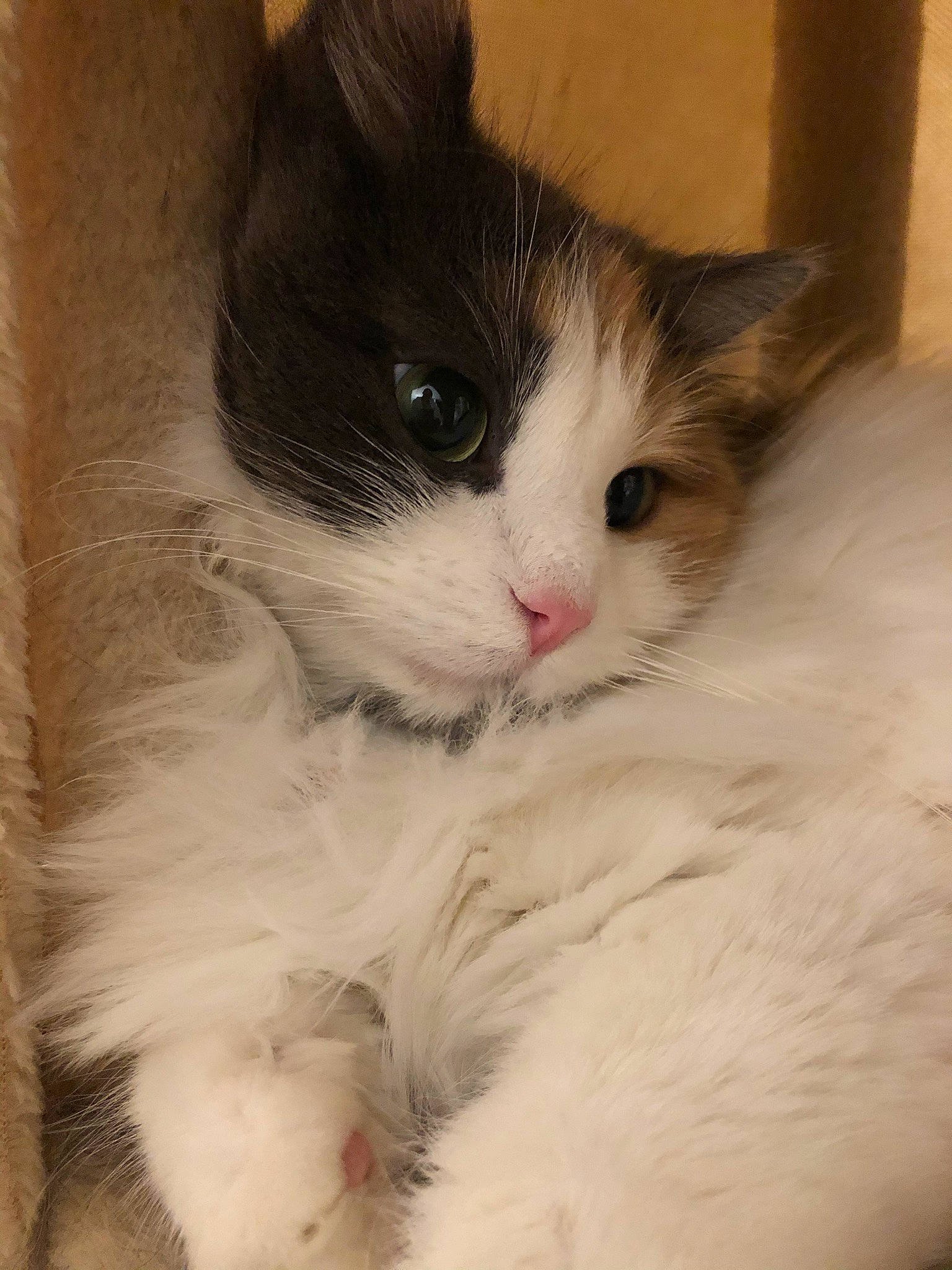 Haru participe au concours pour gagner de l'argent avec cette photo : carnivore, cat, claw, comfort, domestic_short_haired_cat, eye, felidae, fur, iris, paw, plant, small_to_medium_sized_cats, snout, tail, terrestrial_animal, whiskers, window