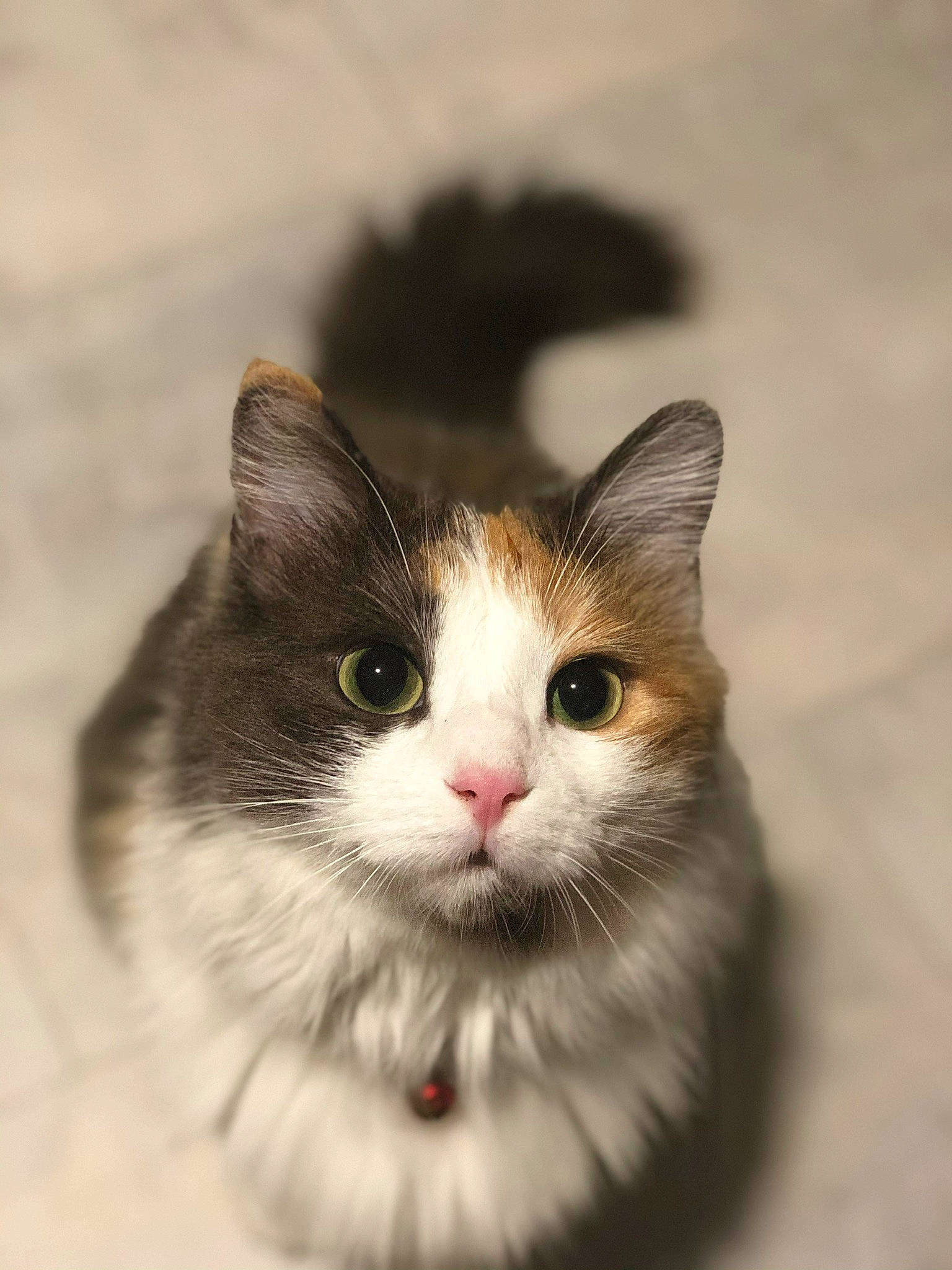 Haru a rejoint le concours — aidez-le/la à gagner de superbes lots ! carnivore, cat, curious, domestic_short_haired_cat, felidae, fur, small_to_medium_sized_cats, snout, terrestrial_animal, tree, whiskers, wildlife