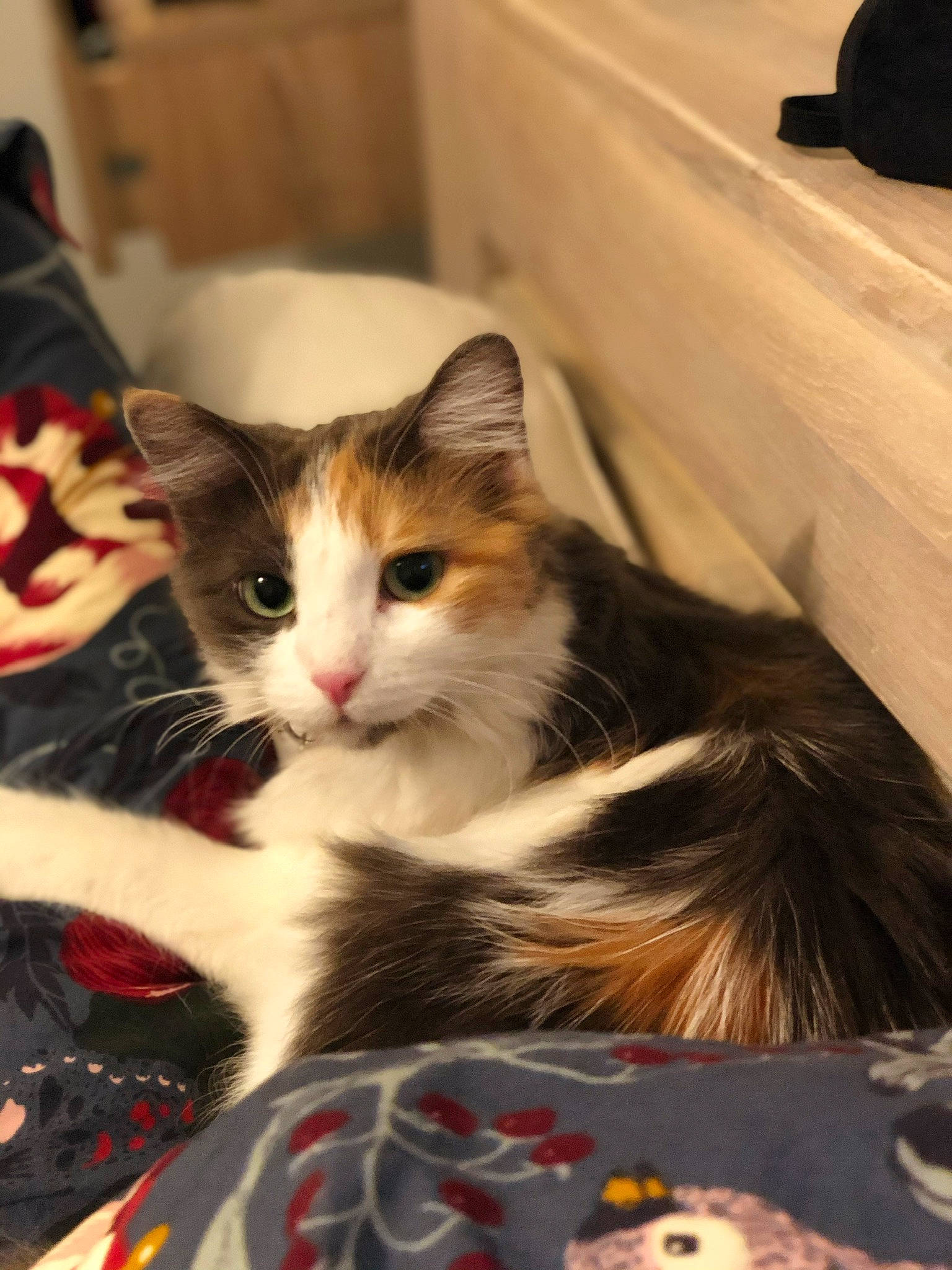 Haru a rejoint le concours — aidez-le/la à gagner de superbes lots ! box, carnivore, cat, claw, domestic_short_haired_cat, felidae, flooring, foot, fur, paw, sitting, small_to_medium_sized_cats, snout, tail, tree, whiskers, wood