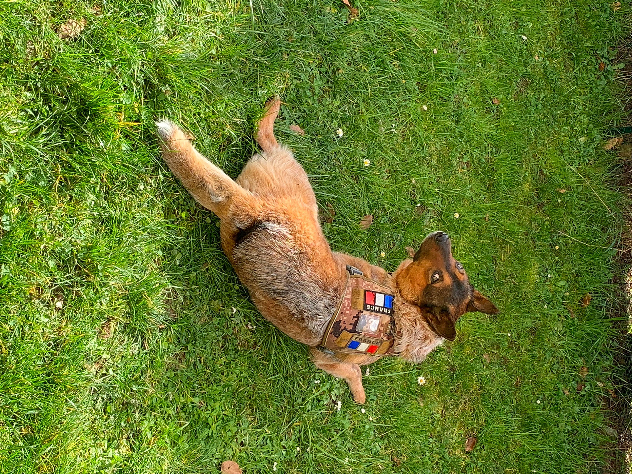 Goten a rejoint le concours — aidez-le/la à gagner de superbes lots ! canidae, carnivore, companion_dog, dog, dog_breed, fawn, felidae, galliformes, grass, grassland, groundcover, liver, pasture, phasianidae, plant, snout, sporting_group, tail, terrestrial_animal, working_animal