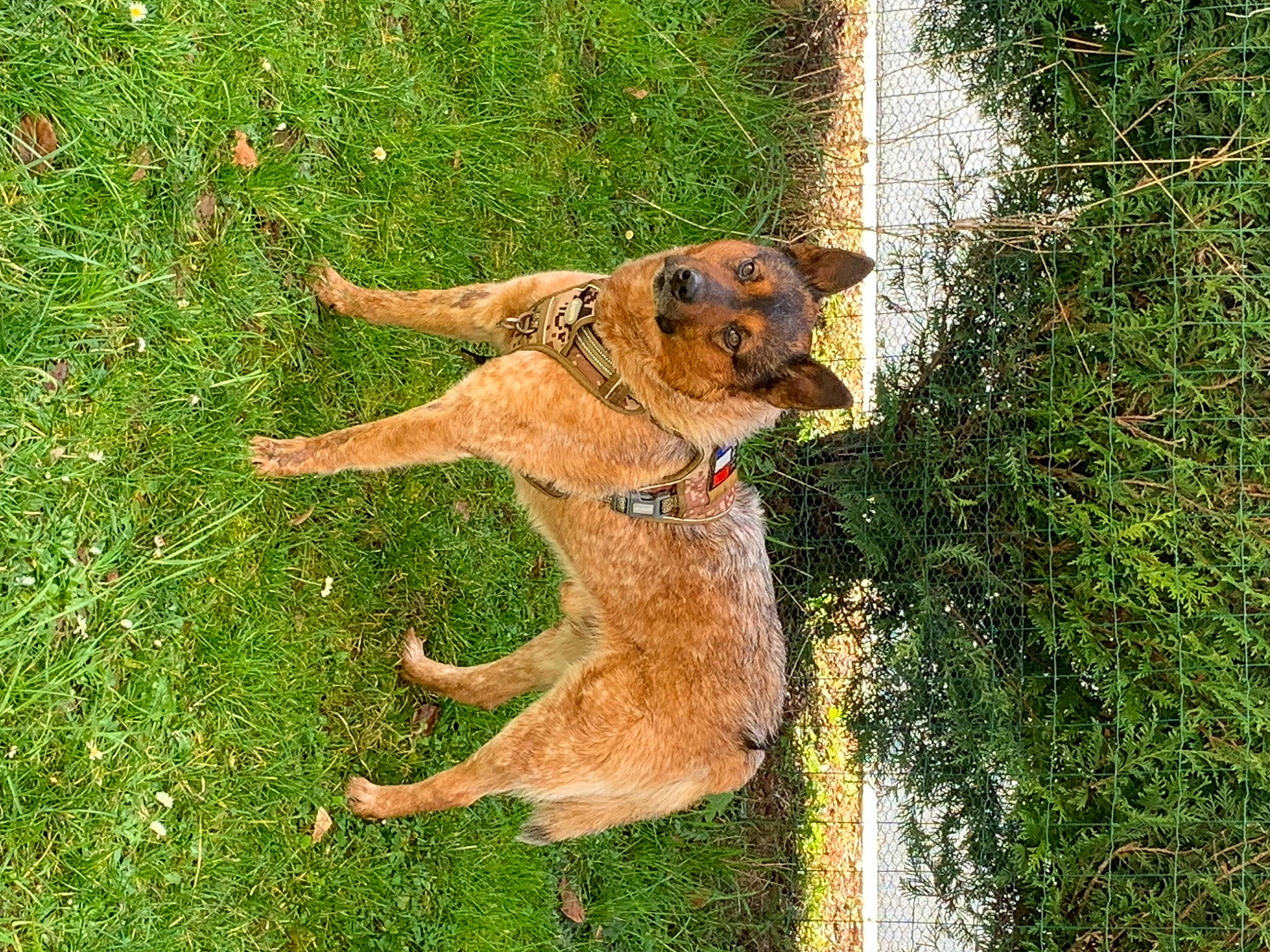 Goten participe au concours pour gagner de l'argent avec cette photo : canidae, carnivore, collar, companion_dog, dog, dog_breed, fawn, grass, grassland, groundcover, people_in_nature, plant, sporting_group, tail, terrestrial_animal, working_dog