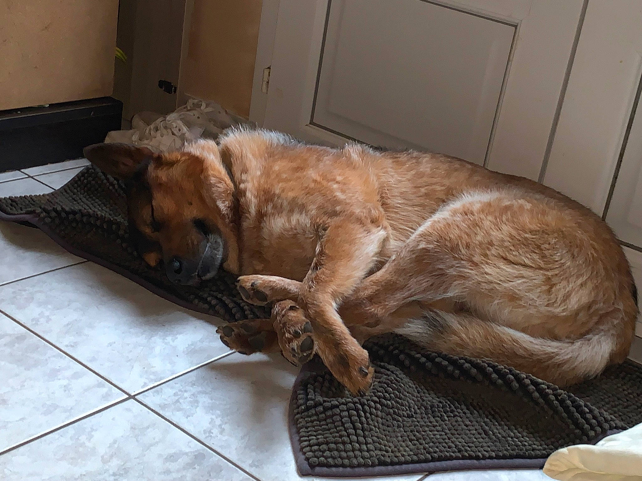 Goten participe au concours pour gagner de l'argent avec cette photo : canidae, carnivore, comfort, companion_dog, dog, dog_breed, fawn, flooring, fur, hardwood, liver, pet_supply, snout, sporting_group, tail, terrestrial_animal, tile, tile_flooring, whiskers, working_animal