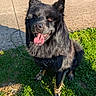 dog, black_dog, outdoor, grass, sunlight, happy, tongue_out, pet, canine, nature, pavement, leash, fur, animal, smiling, sitting, daylight, shadow, ears_up, closeup