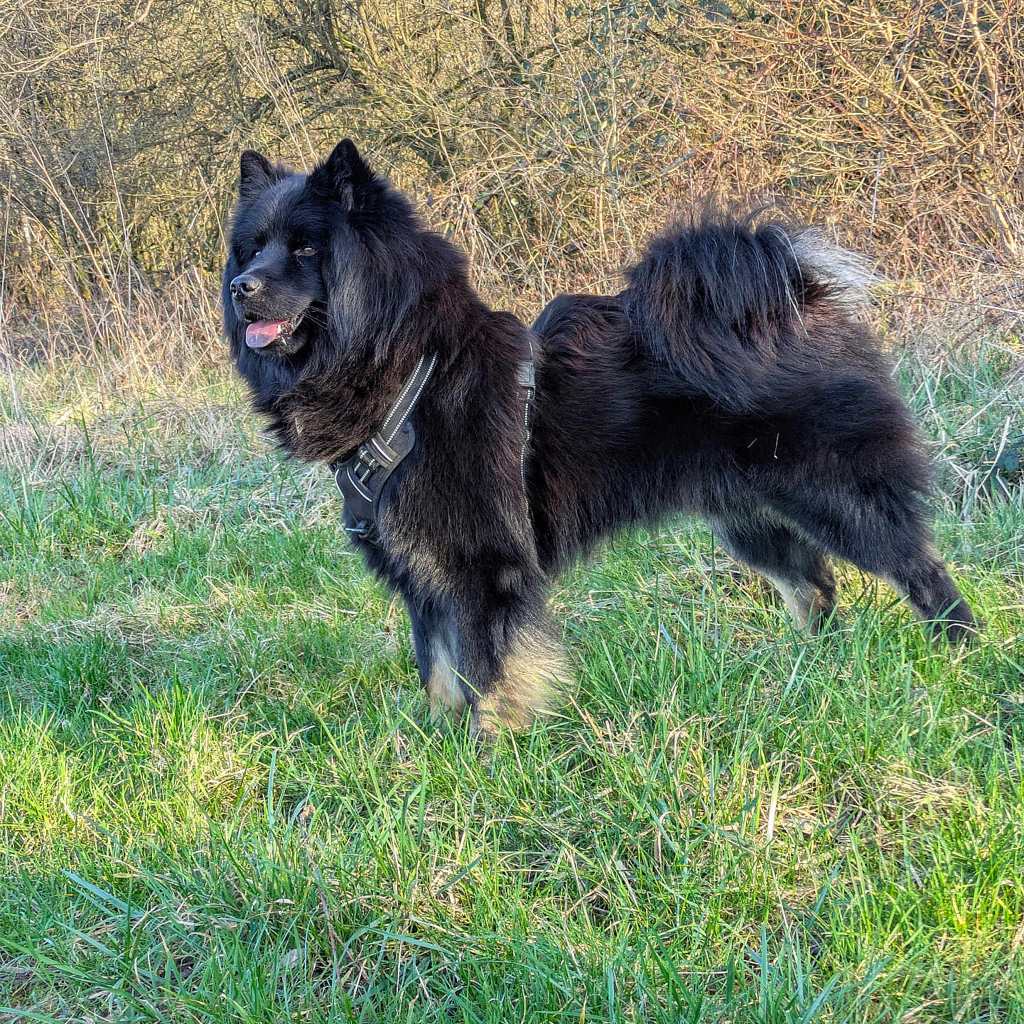 Odin