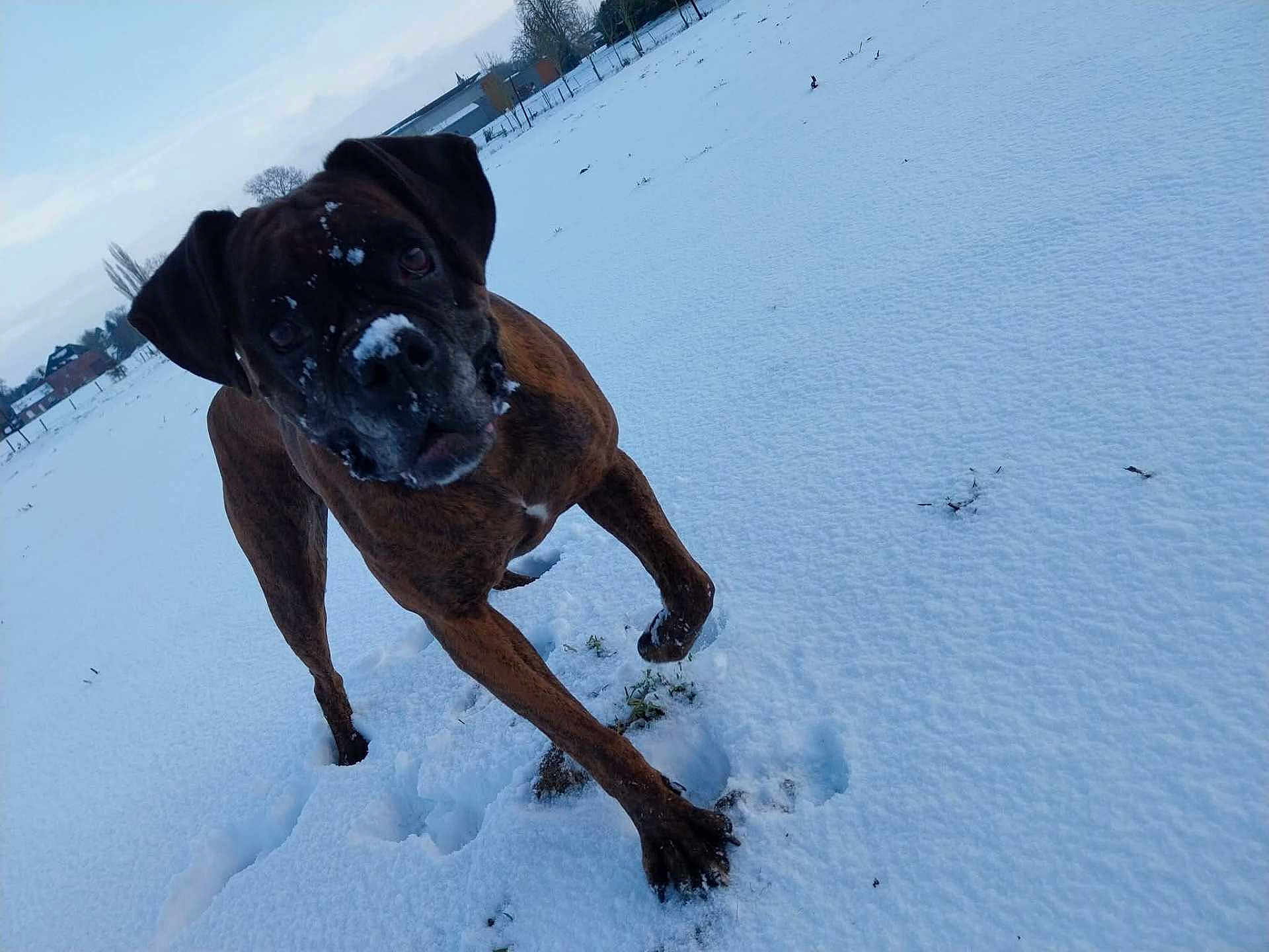 Elka participe au concours pour gagner de l'argent avec cette photo : dog, snow, outdoor, winter, animal, field, curious, pet, canine, landscape, cold, fur, nature, playful, snow_covered, head_tilt, daytime, brown_dog, walking, rural