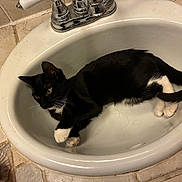 Oreo is registered to the contest to win money with this photo: animal, bathroom, black_and_white, cat, closeup, curious, domestic_animal, faucet, fur, household, indoor, paw, pet, playful, relaxed, resting, sink, tail, tile_floor, whiskers