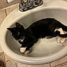 animal, bathroom, black_and_white, cat, closeup, curious, domestic_animal, faucet, fur, household, indoor, paw, pet, playful, relaxed, resting, sink, tail, tile_floor, whiskers