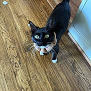 Oreo joined the competition — help win amazing prizes! animal, black_cat, cat, collar, curious, cute, domestic_cat, feline, flooring, fur, green_eyes, household, indoor, looking_up, pet, scrunchie, tail, whiskers, white_paws, wooden_floor