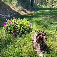 Jasmine joined the competition — help win amazing prizes! dog, grass, flower, purple_flower, outdoor, garden, sunlight, greenery, pet, canine, nature, relaxing, summer, bush, animal, furry, mammal, daylight, lying_down, peaceful