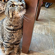 Jacks is registered to the contest to win money with this photo: animal, brown, cat, close_up, cozy, curious, domestic_animal, eyes, feline, floor_tile, fur, household, indoor, legs, nose, pet, striped, tabby_cat, whiskers, wooden_chair