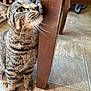animal, brown, cat, close_up, cozy, curious, domestic_animal, eyes, feline, floor_tile, fur, household, indoor, legs, nose, pet, striped, tabby_cat, whiskers, wooden_chair