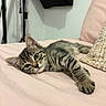 animal, bed, bedroom, cat, cute, furry, green_eyes, indoor, kitten, lying_down, paw, pet, pillow, pink_bedding, portrait, relaxed, sleepy, striped_fur, tabby, whiskers