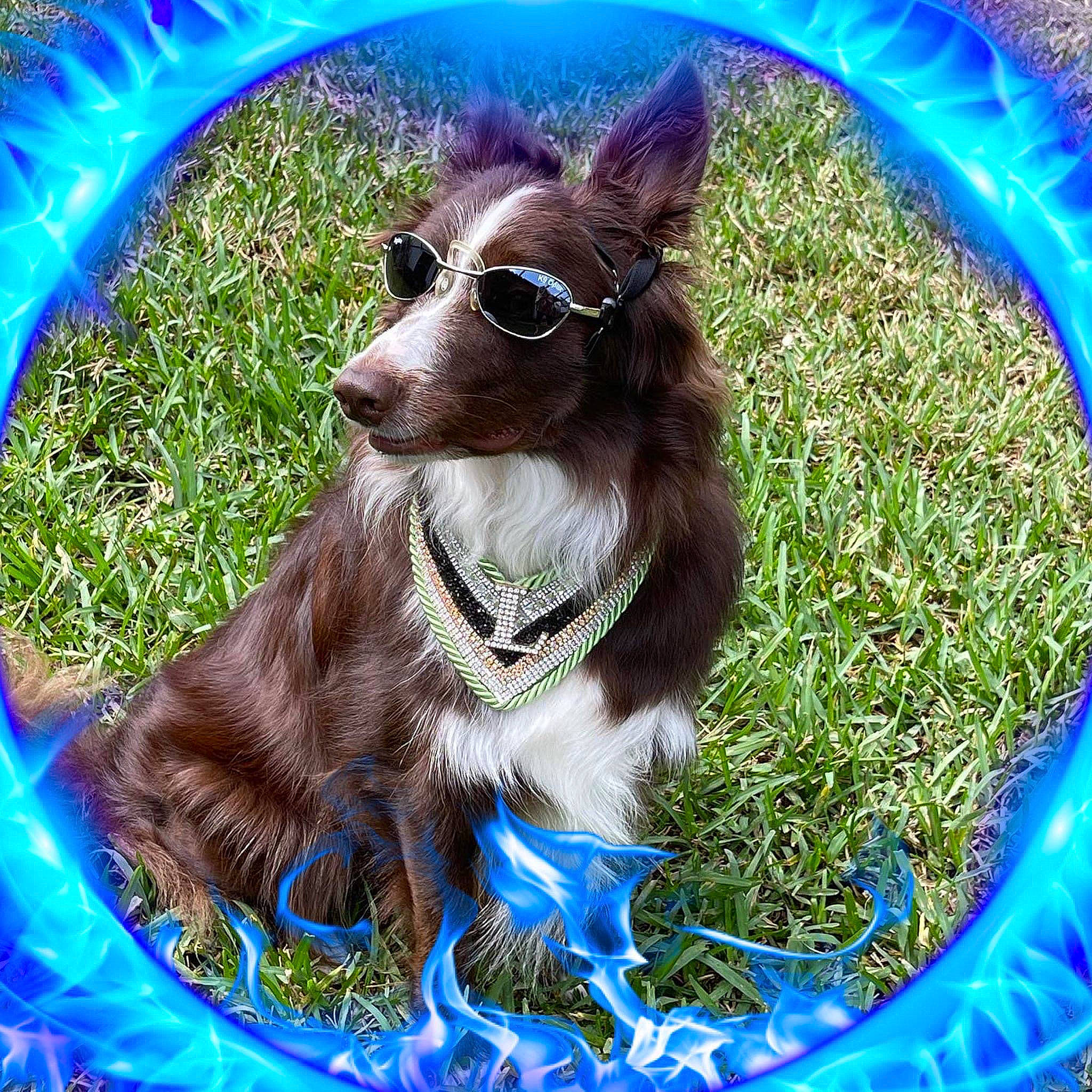 Loki-god Of Mischief joined the competition — help win amazing prizes! blue, carnivore, collar, companion_dog, dog, dog_breed, dog_collar, dog_supply, electric_blue, eyewear, fawn, glasses, goggles, grass, plant, snout, sunglasses, vision_care, whiskers, working_animal