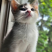 Leela joined the competition — help win amazing prizes! kitten, cat, window, whiskers, fur, pet, animal, young, curious, indoor, natural_light, closeup, pink_nose, white_fur, gray_fur, blurred_background, greenery, sitting, looking_up, cute