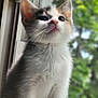 kitten, cat, window, whiskers, fur, pet, animal, young, curious, indoor, natural_light, closeup, pink_nose, white_fur, gray_fur, blurred_background, greenery, sitting, looking_up, cute