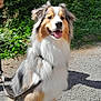 Squashy a rejoint le concours — aidez-le/la à gagner de superbes lots ! accessories, animal, canine, cockerspaniel, collie, dog, flagstone, hound, leash, papillon, path, person, pet, puppy, road, slate, strap, tarmac, terrier, walkway