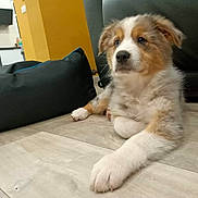 Squashy participe au concours pour gagner de l'argent avec cette photo : animal, canine, computerhardware, couch, cushion, dog, dogbed, electronics, furniture, goldenretriever, hardware, homedecor, husky, monitor, pet, pillow, puppy, screen, snout