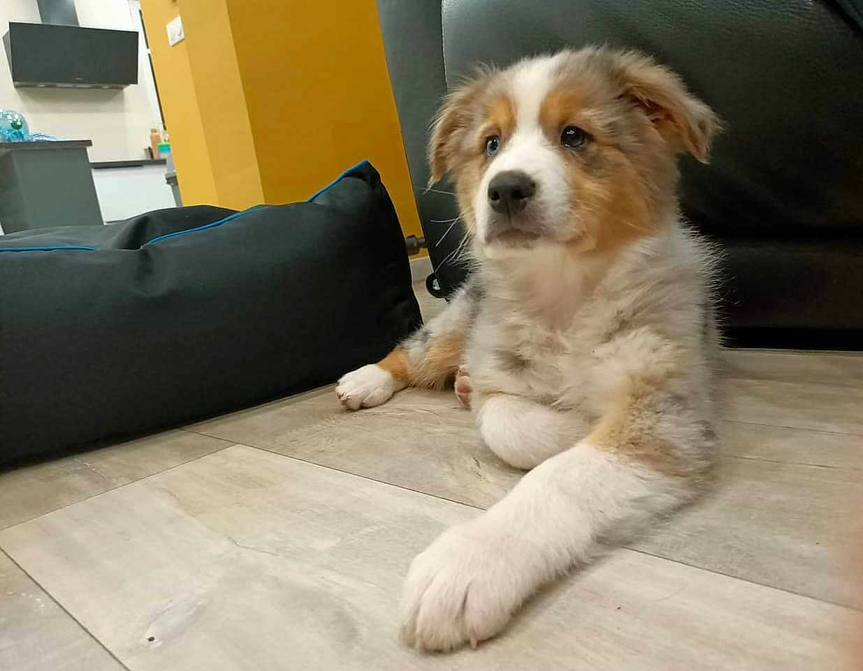 Squashy participe au concours pour gagner de l'argent avec cette photo : animal, canine, computerhardware, couch, cushion, dog, dogbed, electronics, furniture, goldenretriever, hardware, homedecor, husky, monitor, pet, pillow, puppy, screen, snout