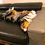 Squashy a rejoint le concours — aidez-le/la à gagner de superbes lots ! animal, architecture, armchair, building, canine, chair, collie, couch, cushion, dog, furniture, hardwood, homedecor, indoors, interiordesign, livingroom, pet, puppy, room, wood