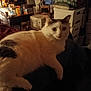 Hopey joined the competition — help win amazing prizes! cat, white_cat, gray_patch, indoor, dim_lighting, cluttered_room, boxes, household_items, furniture, cozy, pet, animal, relaxed, lying_down, fur, whiskers, ears, eyes, domestic_cat, resting