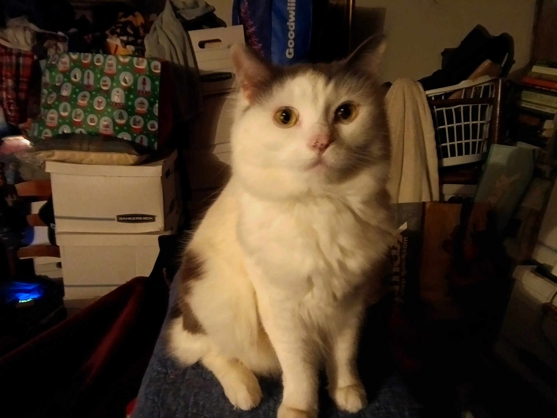 Hopey is registered to the contest to win money with this photo: cat, indoor, feline, white, gray, fluffy, pet, sitting, household, boxes, bags, clutter, dim_light, curious, furniture, domestic, portrait, quiet, calm, room