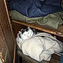 cat, clothing, blanket, folded_clothes, wooden_shelf, watch, belt, indoor, cozy, white_cat, gray_cat, pet, resting, sleepy, furniture, domestic, hidden, soft_texture, casual, household_items