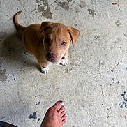 Freya is registered to the contest to win money with this photo: animal, brown_dog, companion, concrete_floor, curious, cute, dog, floor_stains, foot, indoor, light, looking_up, painted_toenails, paw, pet, puppy, shadow, toes, white_paws, young_dog