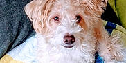 Henry joined the competition — help win amazing prizes! bolonka, canidae, carnivore, cockapoo, companion_dog, dog, dog_breed, havanese, maltepoo, maltese, mammal, miniature_poodle, morkie, poodle_crossbreed, puppy, rare_breed_dog, schnoodle, sporting_lucas_terrier, vertebrate, west_highland_white_terrier