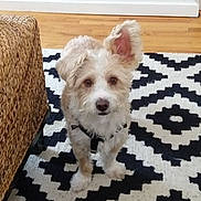 Henry joined the competition — help win amazing prizes! cairn_terrier, canidae, carnivore, cockapoo, companion_dog, dog, dog_breed, glen_of_imaal_terrier, maltepoo, maltese, mammal, morkie, puppy, rare_breed_dog, schnoodle, small_terrier, sporting_lucas_terrier, terrier, vertebrate, west_highland_white_terrier