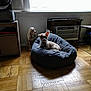 Henry is registered to the contest to win money with this photo: bean_bag, cat, comfort, companion_dog, couch, felidae, floor, flooring, fur, furniture, hardwood, house, interior_design, laminate_flooring, living_room, room, sitting, small_to_medium_sized_cats, wood, wood_flooring