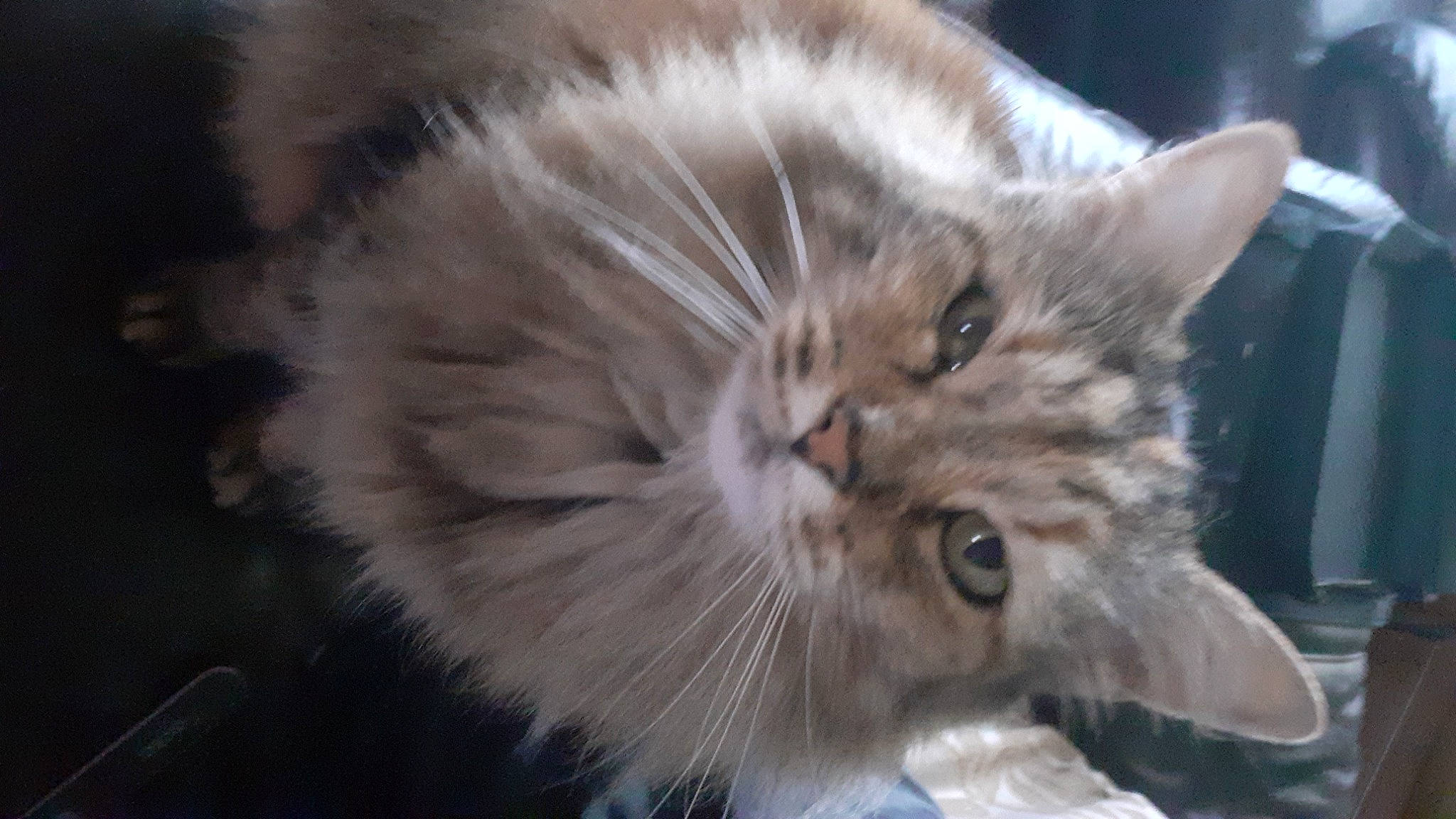 Bailey joined the competition — help win amazing prizes! carnivore, cat, claw, ear, event, eye, fawn, felidae, fur, hair, head, iris, paw, small_to_medium_sized_cats, snout, tail, terrestrial_animal, whiskers