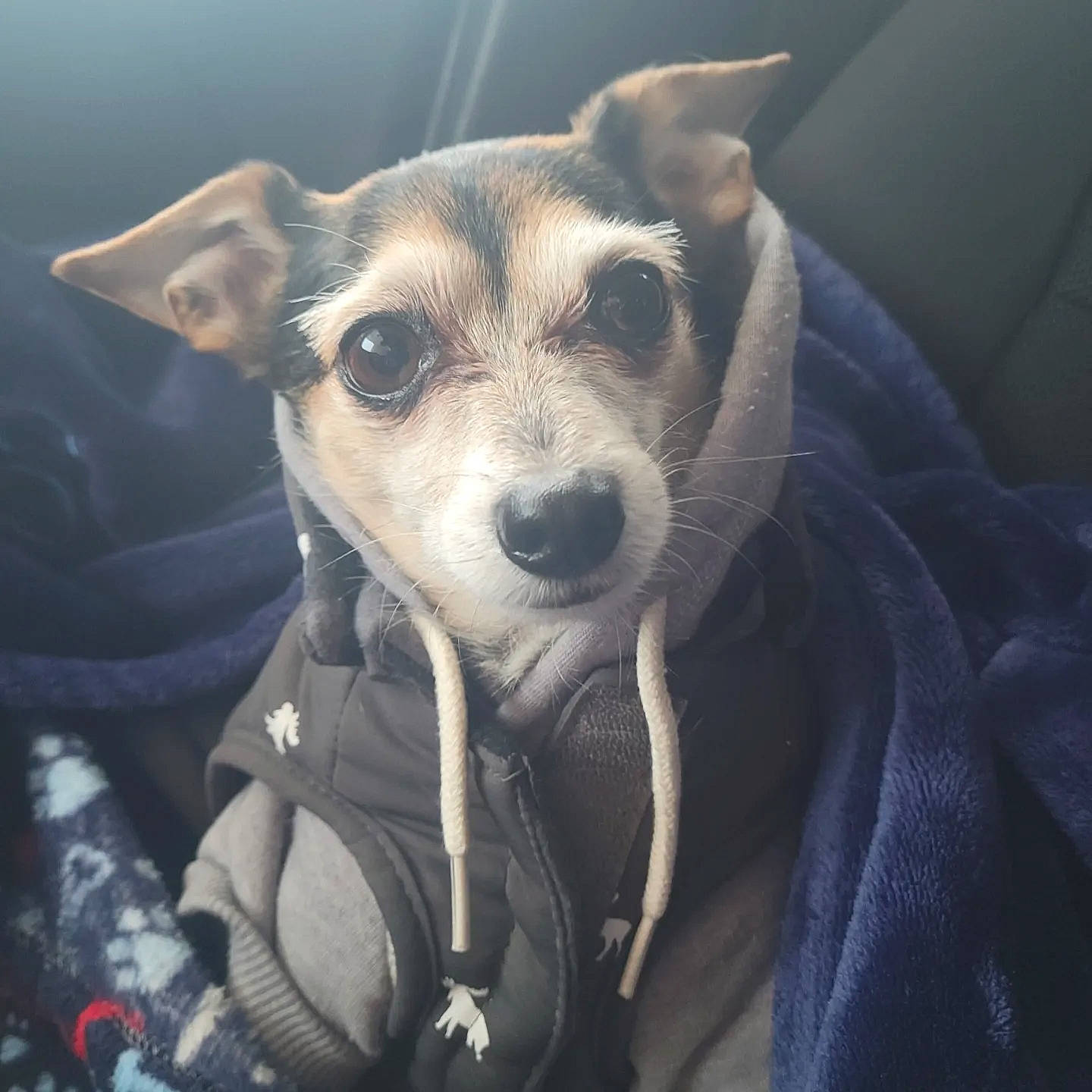 Jaxon joined the competition — help win amazing prizes! canidae, carnivore, cloud, collar, comfort, companion_dog, dog, dog_breed, dog_collar, fawn, fur, leash, non_sporting_group, puppy_love, snout, sporting_group, street_dog, toy_dog, whiskers, working_animal