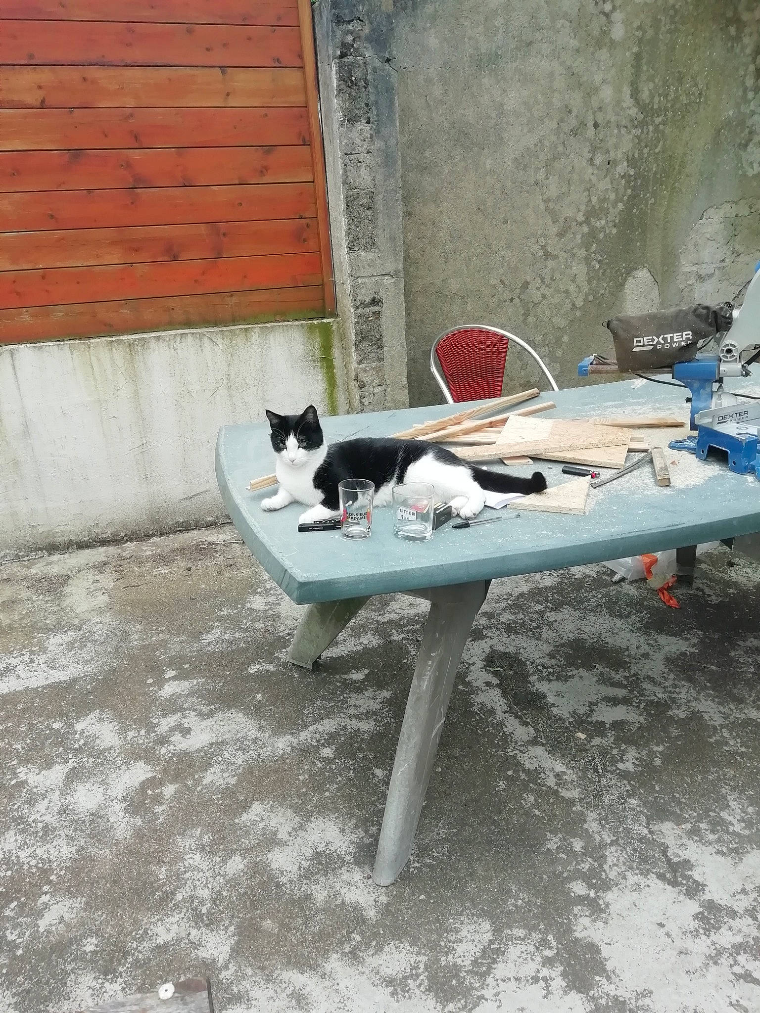 Nicotine participe au concours pour gagner de l'argent avec cette photo : cat, felidae, small_to_medium_sized_cats, table, vehicle