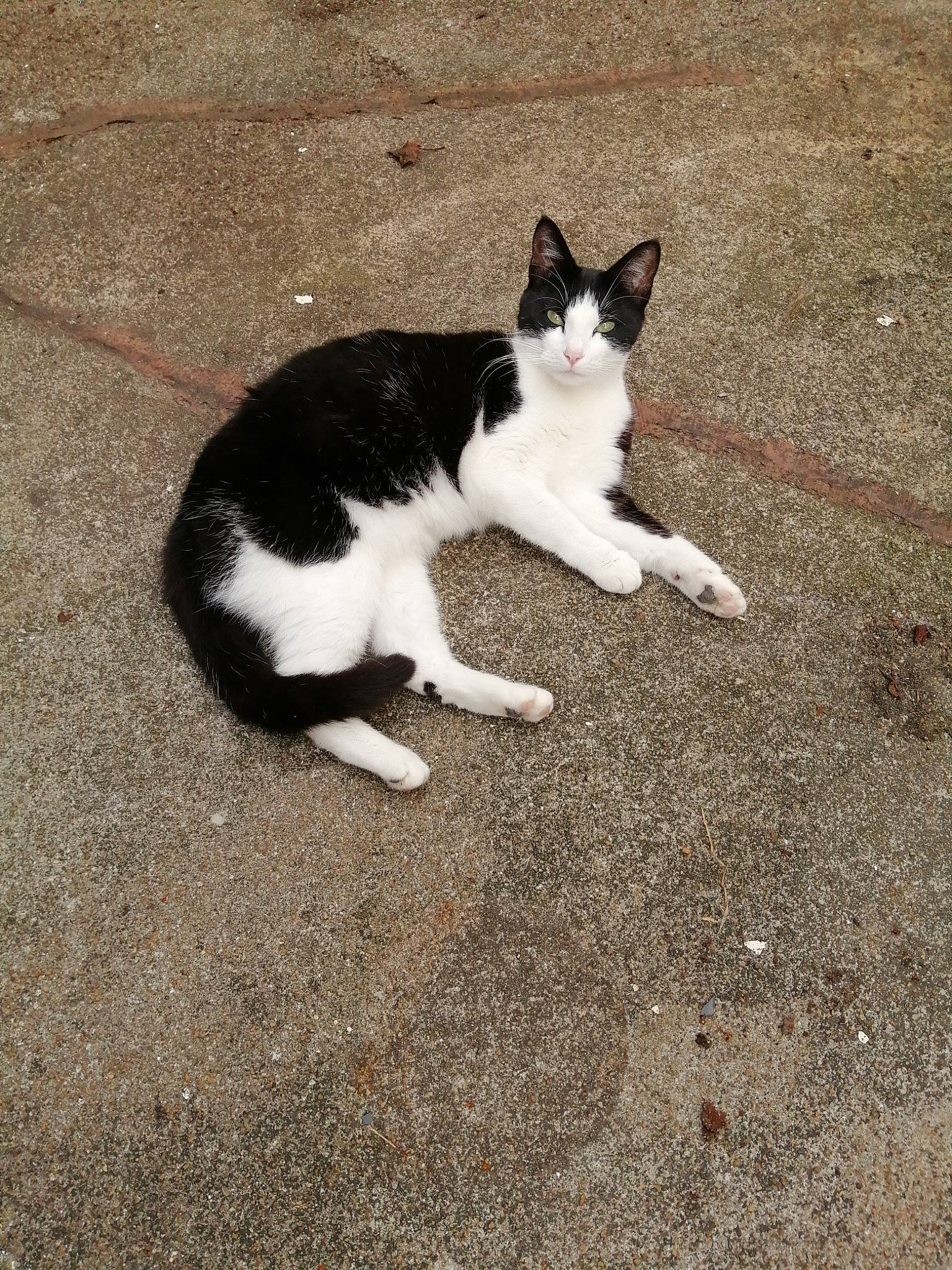 Nicotine a rejoint le concours — aidez-le/la à gagner de superbes lots ! aegean_cat, black_and_white, carnivore, cat, domestic_short_haired_cat, european_shorthair, felidae, fur, kitten, organism, paw, polydactyl_cat, sand, small_to_medium_sized_cats, snapshot, tail, whiskers