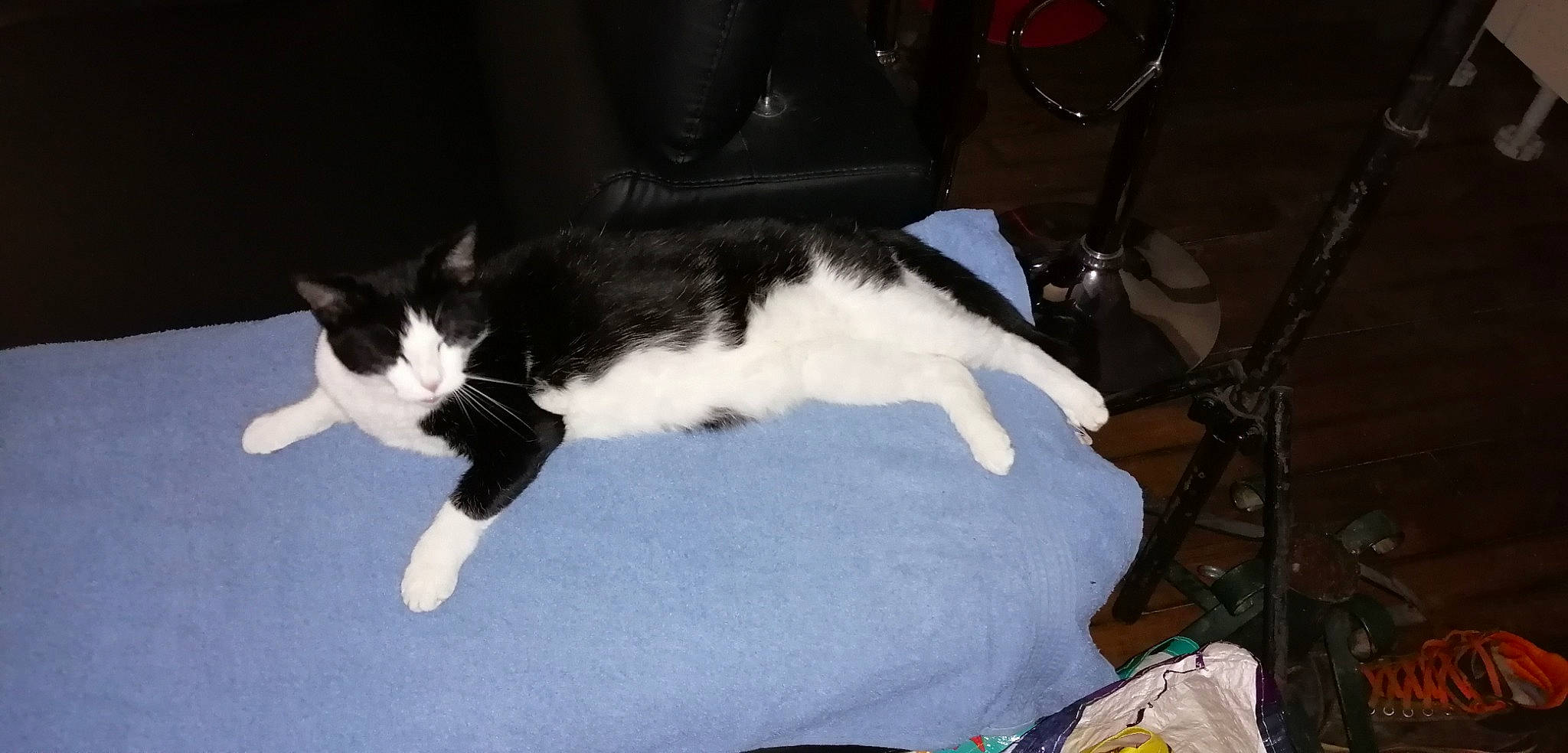 Nicotine participe au concours pour gagner de l'argent avec cette photo : carnivore, cat, domestic_short_haired_cat, felidae, kitten, mammal, polydactyl_cat, small_to_medium_sized_cats, tail, whiskers