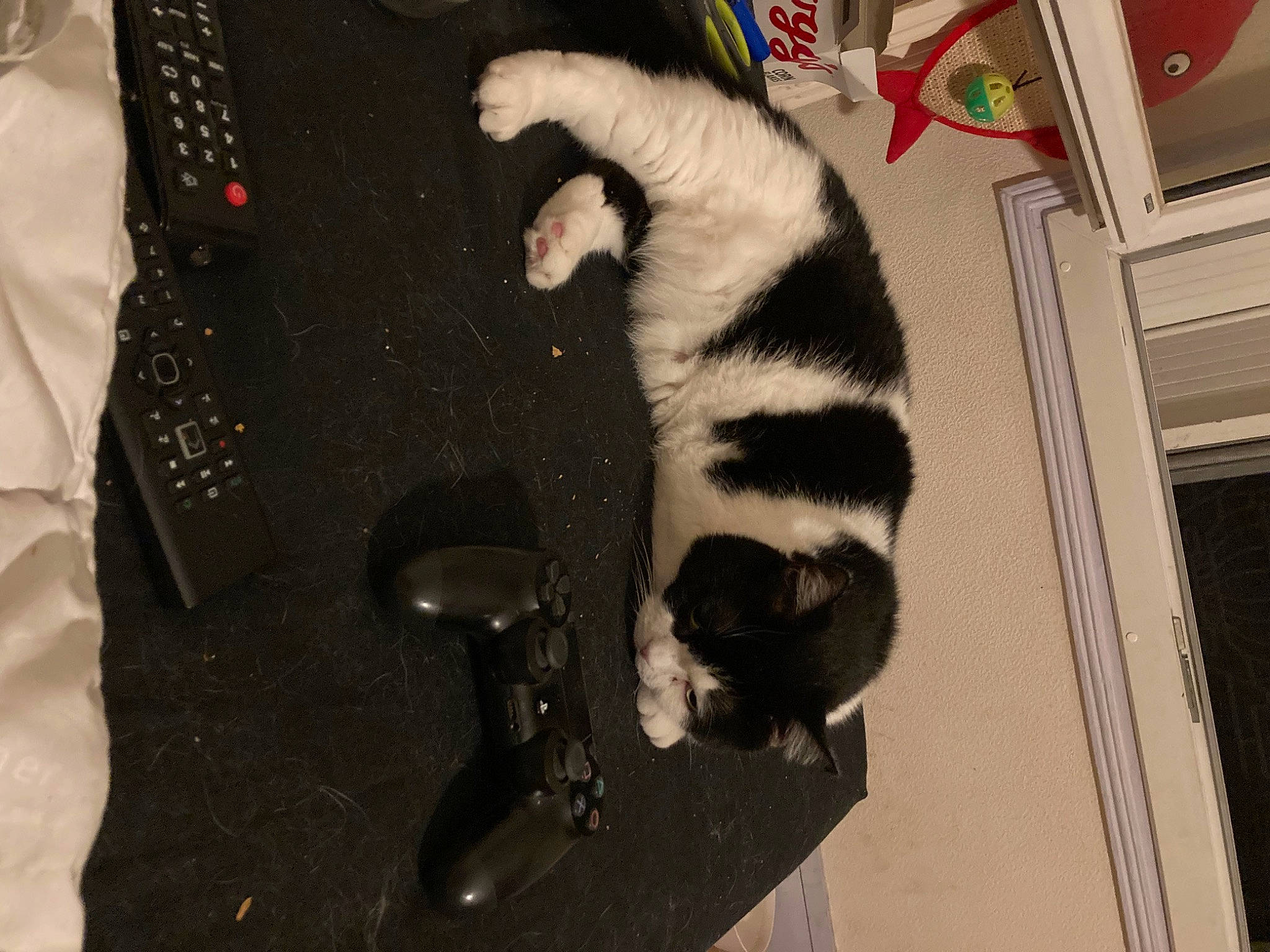 Mew participe au concours pour gagner de l'argent avec cette photo : canidae, carnivore, cat, companion_dog, dog_breed, domestic_short_haired_cat, felidae, flooring, fur, room, small_to_medium_sized_cats, sporting_group, tail, whiskers