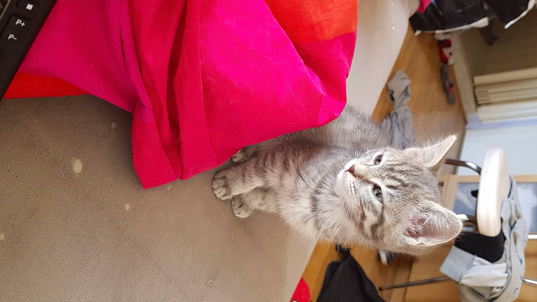 Mew participe au concours pour gagner de l'argent avec cette photo : carmine, carnivore, cat, comfort, domestic_short_haired_cat, fashion_accessory, fawn, felidae, fur, grey, human_leg, linens, magenta, sleeve, small_to_medium_sized_cats, snout, tail, whiskers