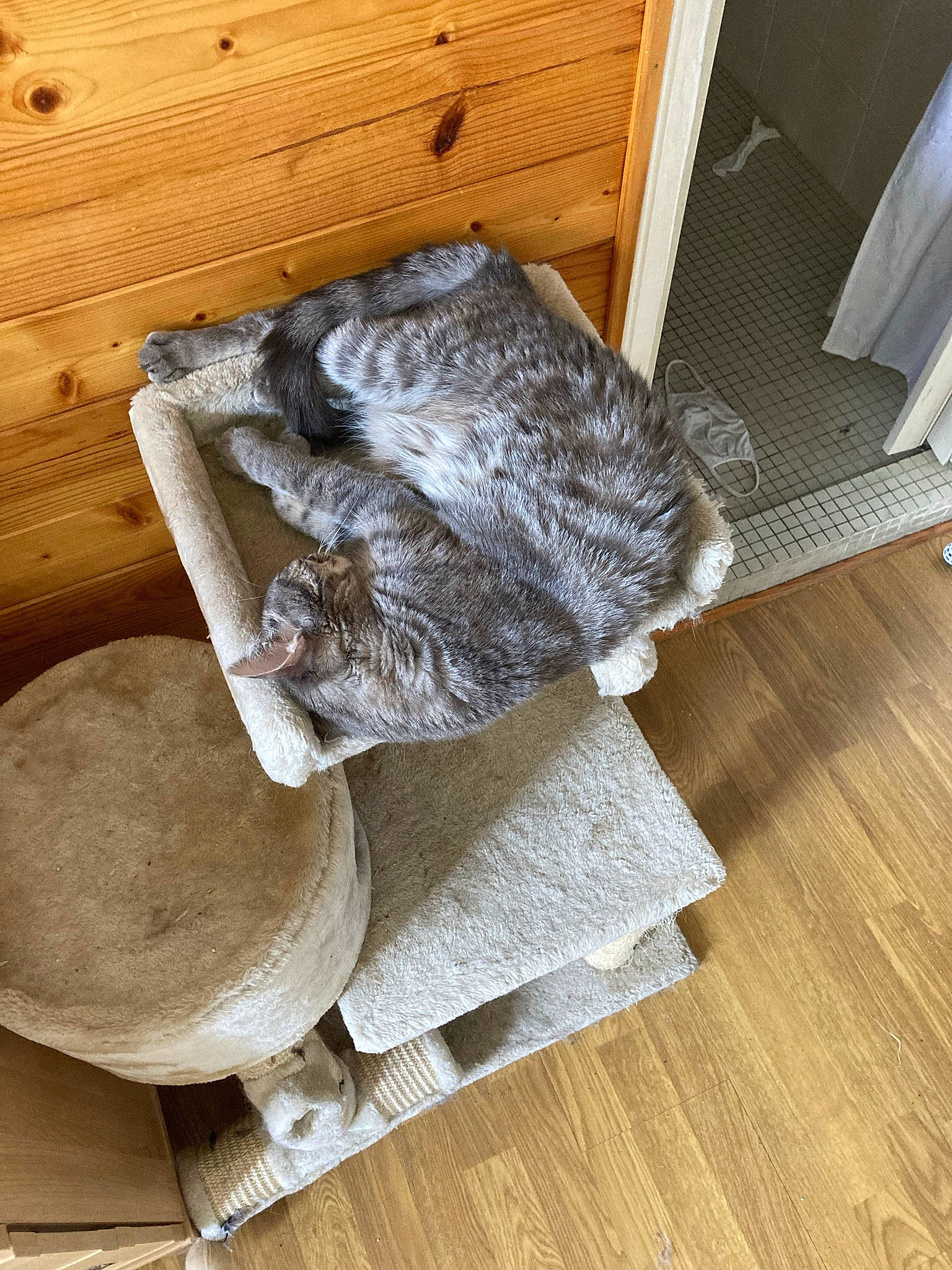 Mew participe au concours pour gagner de l'argent avec cette photo : art, chair, floor, flooring, fur, hardwood, laminate_flooring, linens, natural_material, pattern, plank, rectangle, room, shelf, thread, twig, wood, wood_flooring, wood_stain, wool