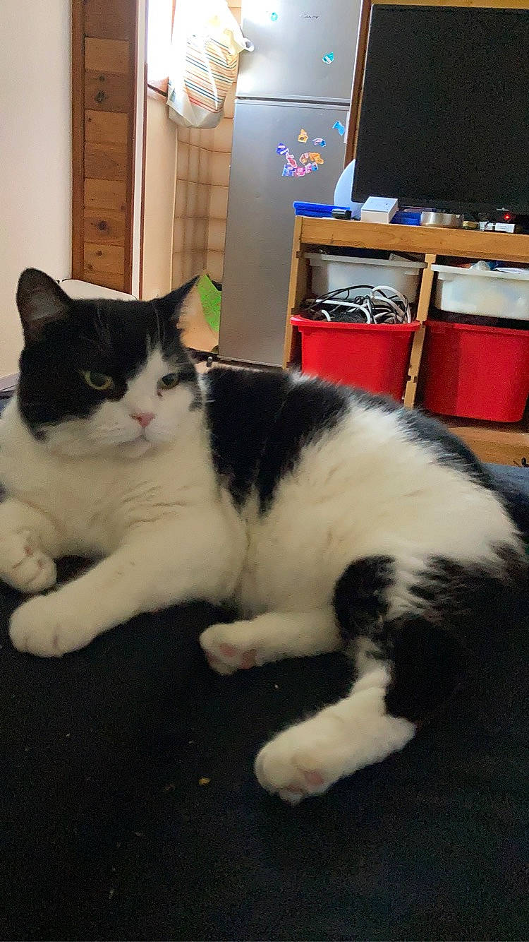 Guizmo participe au concours pour gagner de l'argent avec cette photo : bookcase, carnivore, cat, comfort, computer_monitor, domestic_short_haired_cat, door, felidae, floor, flooring, fur, human_leg, lamp, paw, picture_frame, room, small_to_medium_sized_cats, tail, television, whiskers