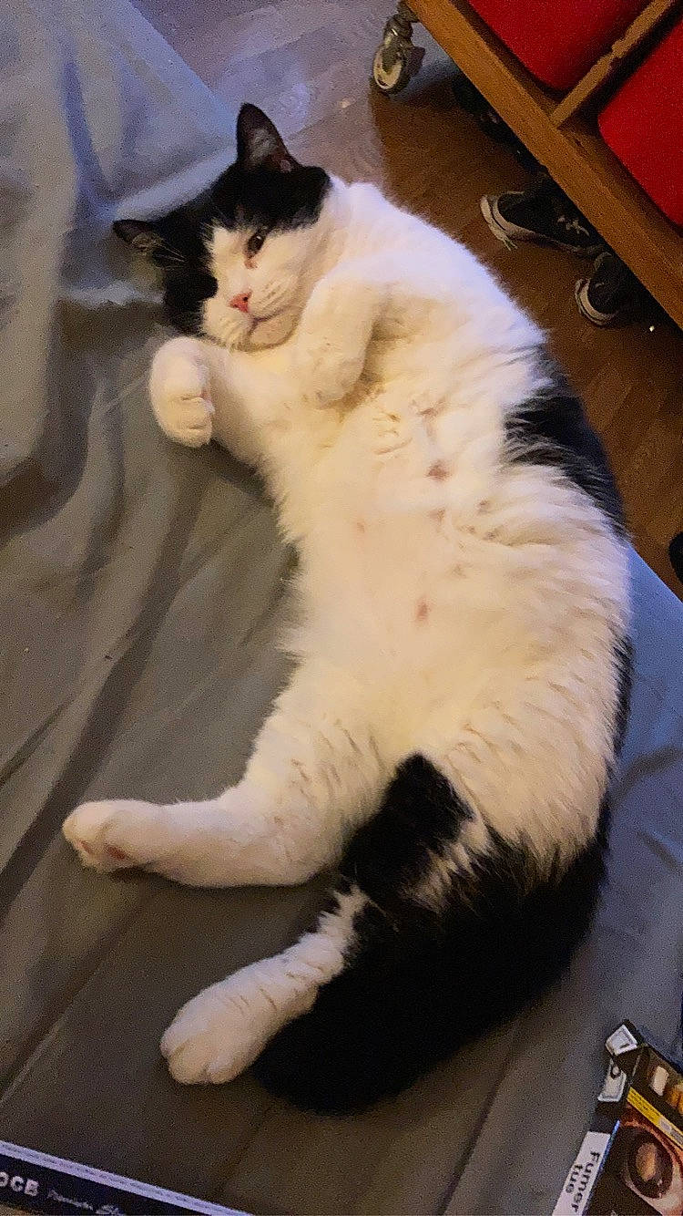 Guizmo a rejoint le concours — aidez-le/la à gagner de superbes lots ! carnivore, cat, claw, comfort, computer_keyboard, domestic_short_haired_cat, felidae, foot, fur, lap, paw, sitting, small_to_medium_sized_cats, snout, tail, terrestrial_animal, whiskers