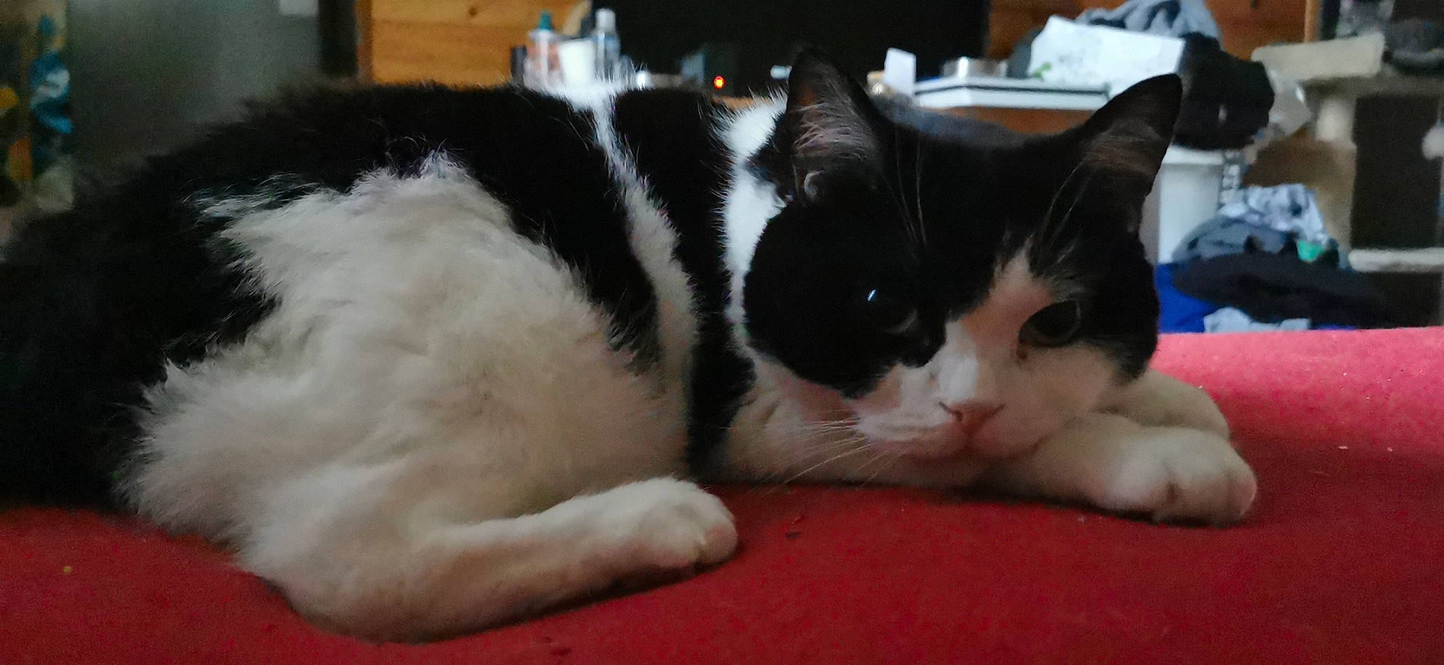 Guizmo a rejoint le concours — aidez-le/la à gagner de superbes lots ! carmine, carnivore, cat, cat_supply, claw, comfort, domestic_short_haired_cat, felidae, fur, nap, paw, small_to_medium_sized_cats, snout, tail, whiskers