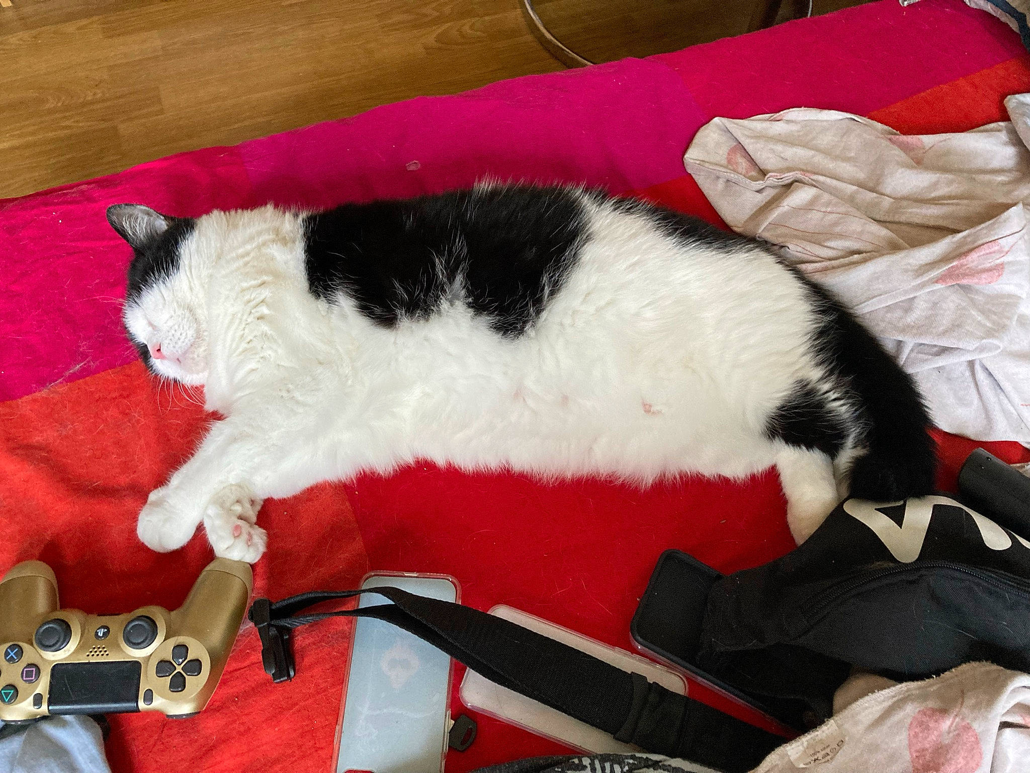 Guizmo participe au concours pour gagner de l'argent avec cette photo : carmine, carnivore, cat, christmas, comfort, domestic_short_haired_cat, felidae, fur, guitar, hardwood, lap, linens, musical_instrument, small_to_medium_sized_cats, snout, tail, textile, vertebrate, whiskers, wood