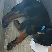 Tobby participe au concours pour gagner de l'argent avec cette photo : puppy, dog, sleeping, floor, wooden_floor, black_dog, brown_paws, collar, foot, sock, couch, indoor, pet, animal, resting, cozy, close_up, young_dog, companion, relaxed