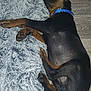 dog, sleeping, black_coat, brown_coat, blue_collar, fluffy_rug, floor, indoor, pet, canine, resting, paw, fur, domestic_animal, relaxation, quiet, calm, animal, side_view, laying_down