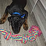 Tobby a rejoint le concours — aidez-le/la à gagner de superbes lots ! puppy, dog, collar, toy, rope_toy, floor, wooden_floor, indoor, pet, animal, black_dog, brown_dog, cute, playful, lying_down, young_dog, pet_accessory, colorful, close_up, domestic_animal