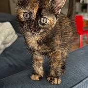 Miley joined the competition — help win amazing prizes! kitten, cat, tortoiseshell, pet, animal, feline, curious, indoor, couch, blue_couch, fur, whiskers, ears, tail, closeup, portrait, young, domestic, home, cute