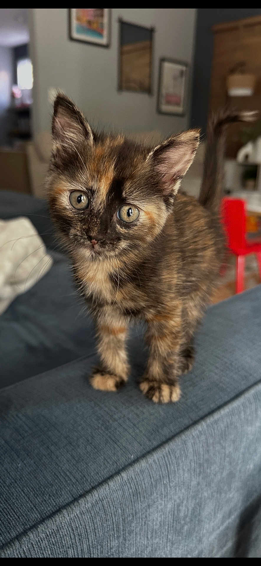 Miley joined the competition — help win amazing prizes! kitten, cat, tortoiseshell, pet, animal, feline, curious, indoor, couch, blue_couch, fur, whiskers, ears, tail, closeup, portrait, young, domestic, home, cute