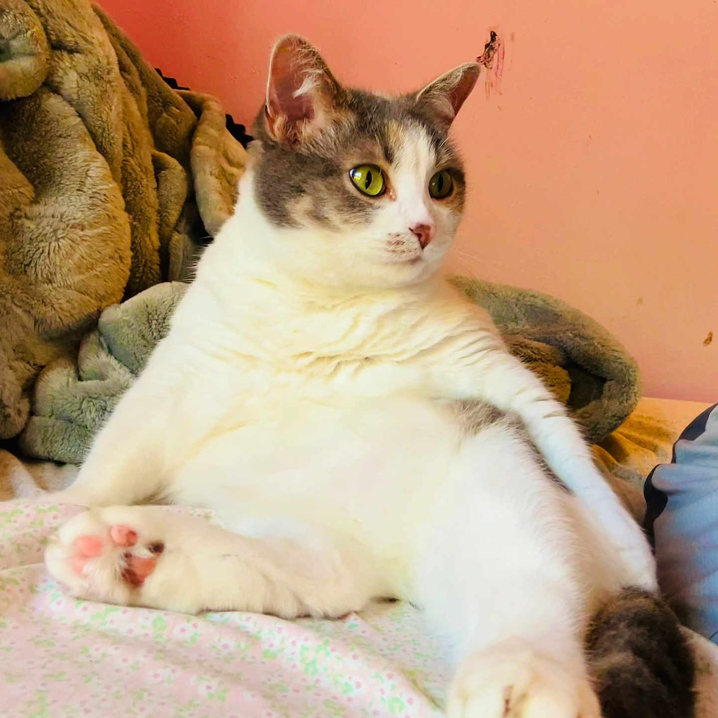 Callie is registered to the contest to win money with this photo: animal, bed, blanket, cat, comfort, cozy, cute, domestic_animal, feline, gray_fur, green_eyes, home, indoor, paw, pet, pink_wall, relaxed, resting, soft_texture, white_fur
