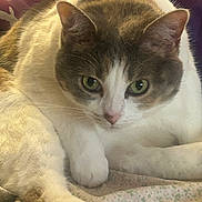 Callie joined the competition — help win amazing prizes! animal, brown_fur, cat, close_up, cushion, cute, domestic_cat, face, floral_blanket, fur, green_eyes, indoor, laying_down, looking_at_camera, paw, pet, purple, relaxed, whiskers, white_fur